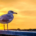 Traveblick Travemuende لوبيك